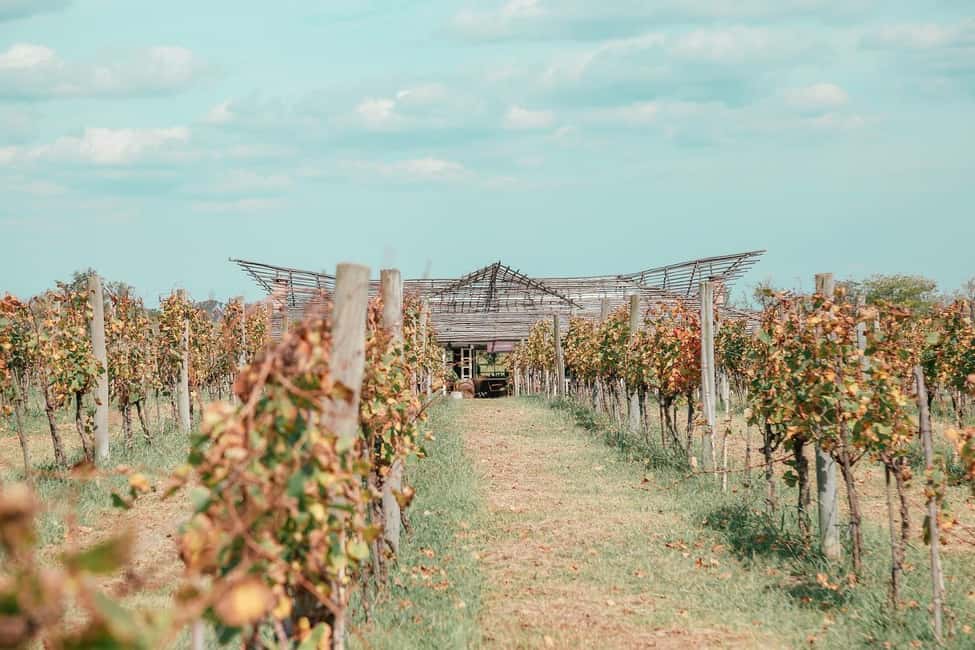 image n.2 of Buenos Aires: Wine Pairing and Lunch at Gamboa Vineyard activity in Campana, uploaded by supplier