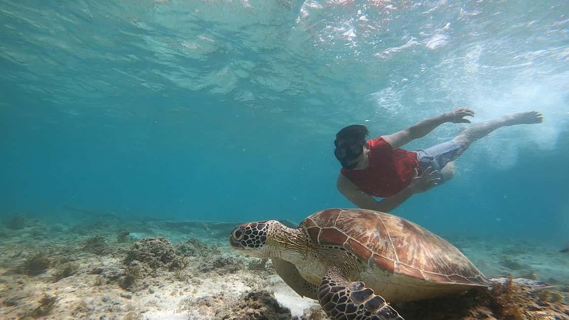image n.12 of Cebu: Moalboal Sardines Run Snorkel & Kawasan Canyoneering activity in Badian, uploaded by supplier