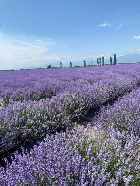 image n.2 of Baku-Gabala-Shamakhi-Tufandag -Nohur lake - Lavender fields activity in Gebele, uploaded by supplier