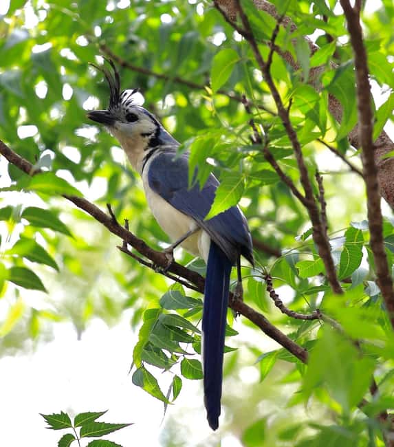 image n.55 of Carara National Park: Best Tour Carara National Park-One Day activity in Puntarenas Province, uploaded by supplier