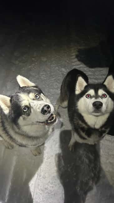 billede nr.2 af aktiviteten Levi: Selvkørende 5 KM Husky-slædeoplevelse i Sirkka, uploadet af udbyder