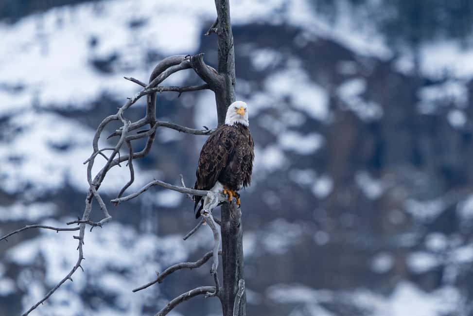 image n.7 of Yellowstone National Park: 3 Day Wildlife Photography Tour activity in Wyoming, uploaded by supplier