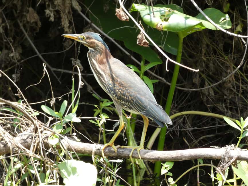image n.5 of Orlando: Small Group Scenic Wekiva River Kayak Tour activity in Florida, uploaded by supplier