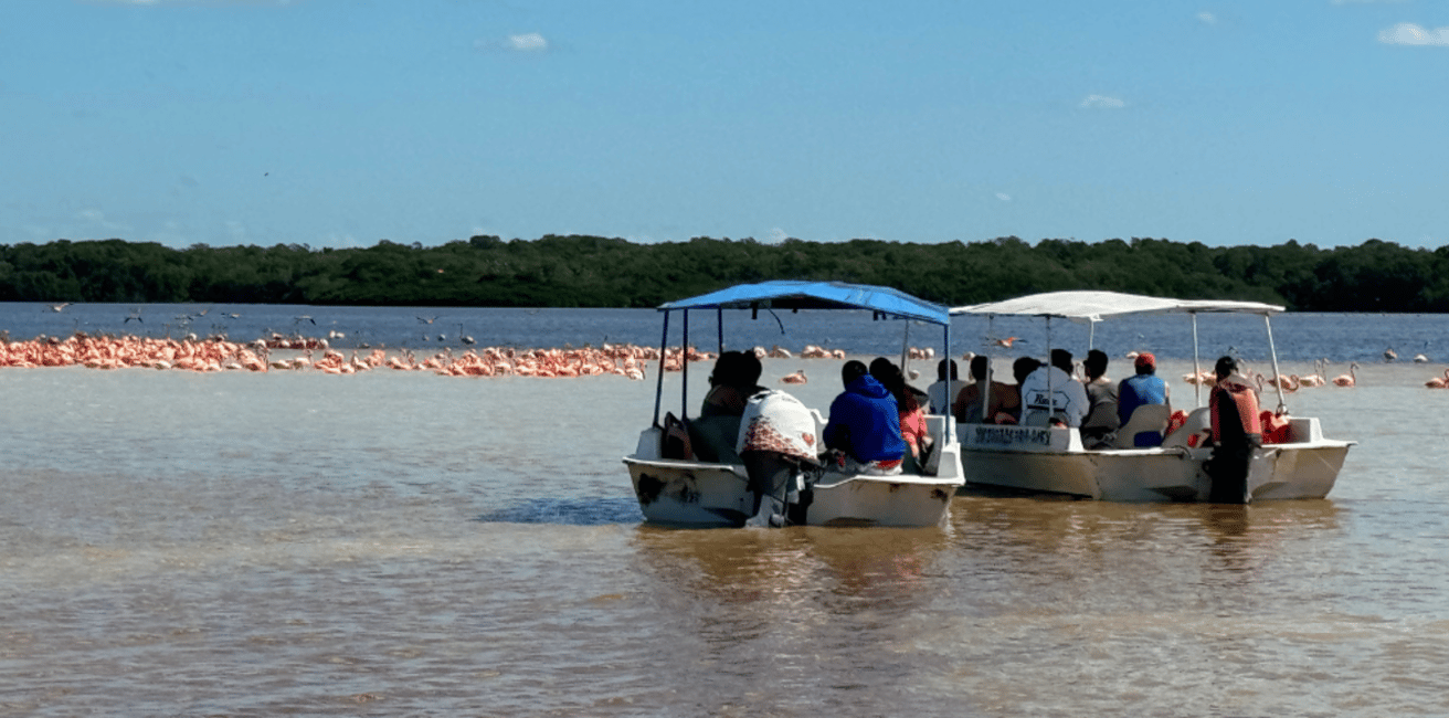 image n.15 of Merida: Celestun Boat Ride Mangrove Experience! Beach Time activity in Celestún, uploaded by supplier
