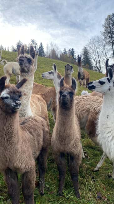 Bild Nr. 18 von Triesenberg: Spaziergang mit Lamas in den Bergen Aktivität in Triesenberg, hochgeladen vom Anbieter