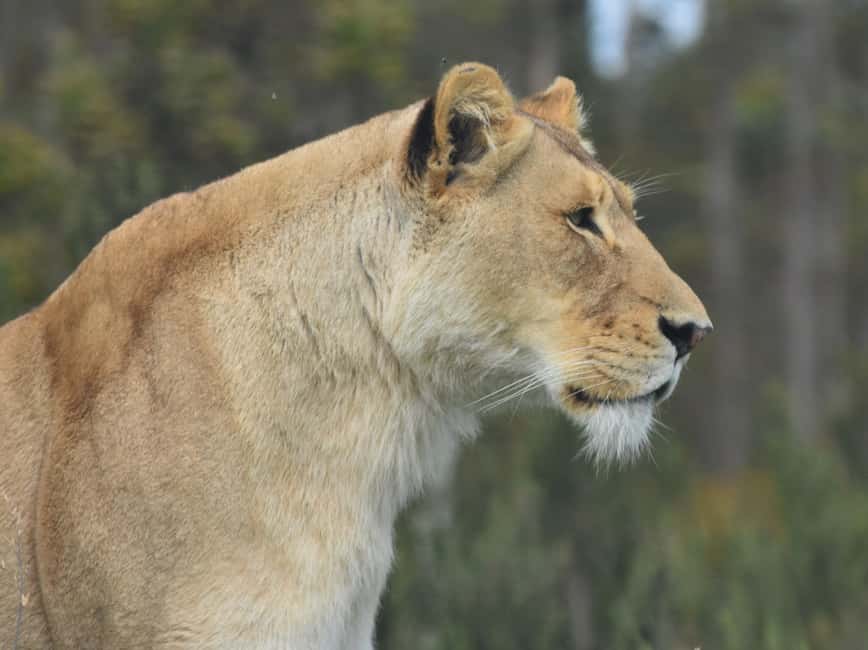 image n.6 of Plettenberg Bay: Wild Cat and Wildlife Guided Tour activity in Plettenberg Bay, uploaded by supplier