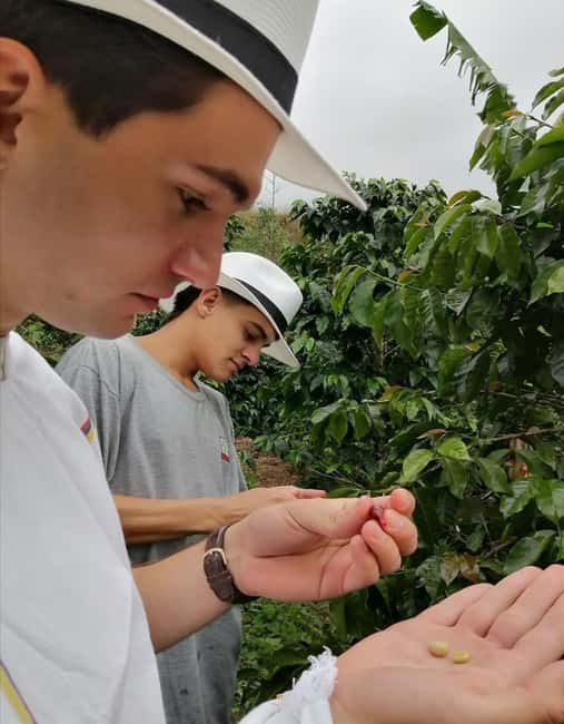image n.6 of Medellín Coffee Farm Tour with Trolley and Cable Car Ride activity in Medellin, uploaded by supplier