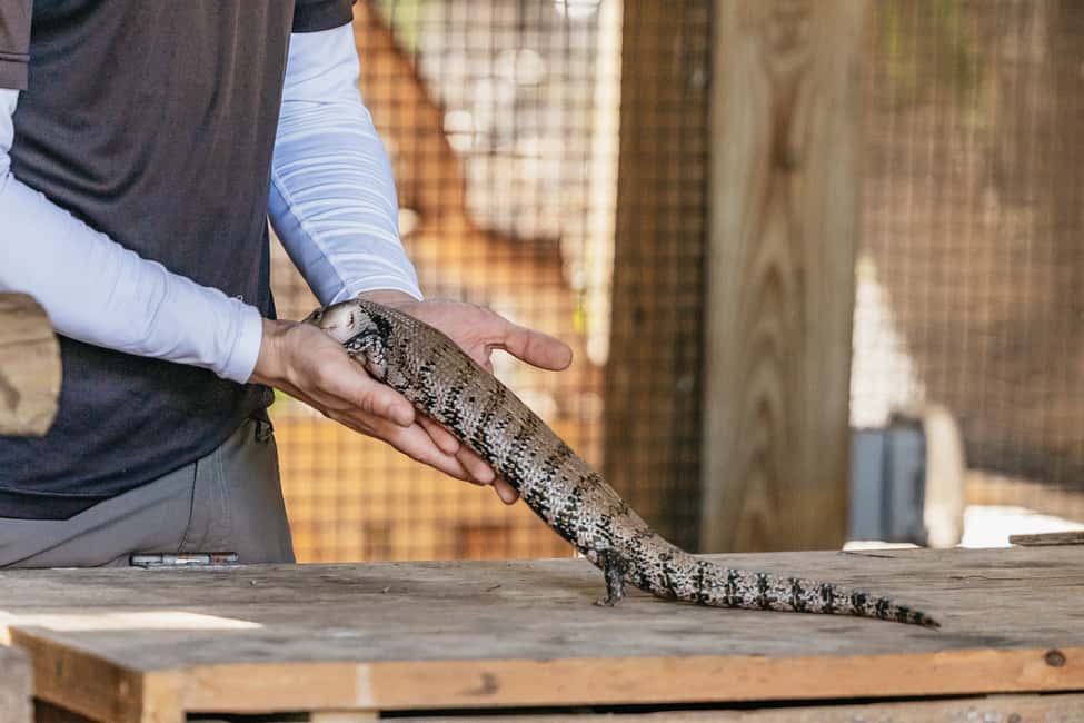 bild n.28 av Orlando: Drive-Thru Safari Park i Wild Florida aktivitet i Florida, uppladdad av leverantör
