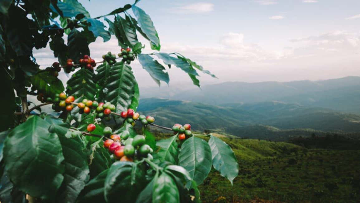image n.31 of Coffee Farm Tour (Fairview) activity in Kiambu, uploaded by supplier
