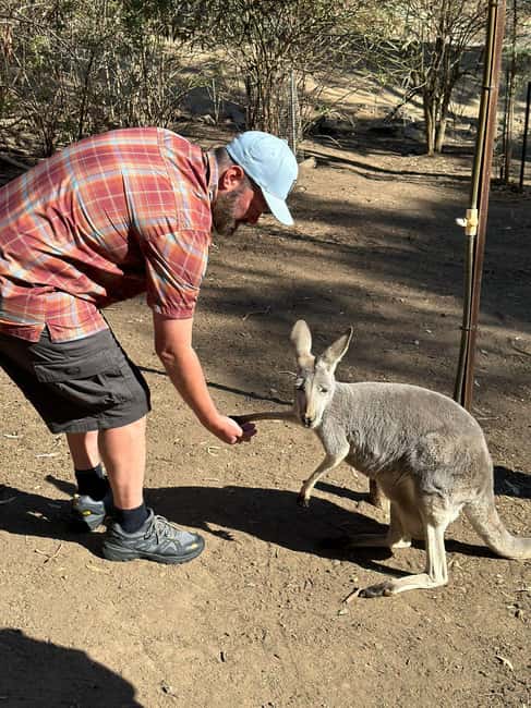 imagen n.º 4 de Desde Adelaida: Abraza a un Koala y Visita Histórica a Hahndorf actividad en Adelaida, subida por el proveedor