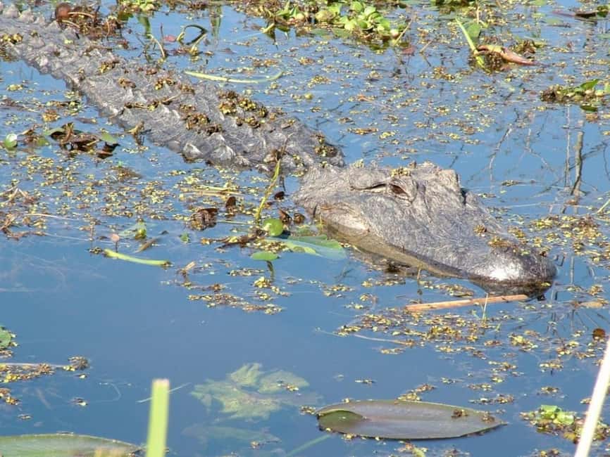 Immagine nº 4 di New Orleans: Tour in barca della palude di Honey Island con una guida attività a New Orleans, caricata dal fornitore