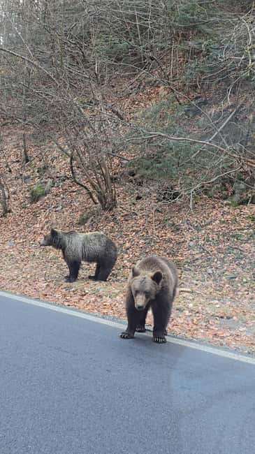 image n.8 of Transfagarasan highway Private tour activity in Sibiu County, uploaded by supplier