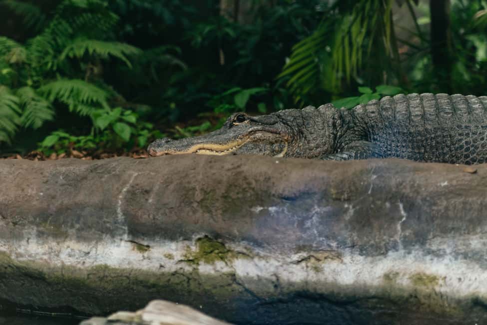 Bild Nr. 3 von Das Florida Aquarium Ticket Aktivität in Tampa, hochgeladen vom Anbieter