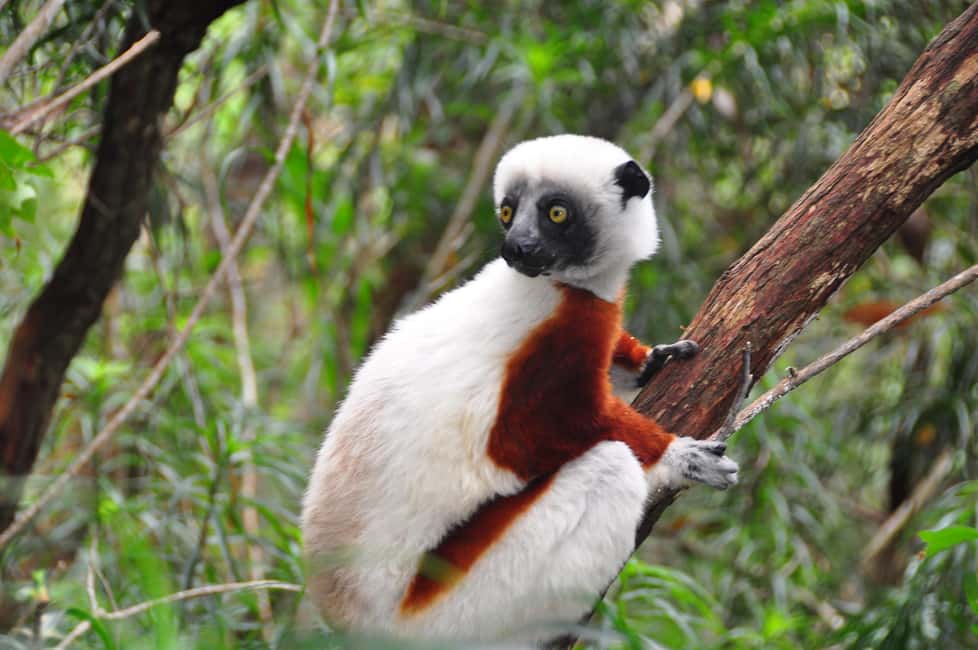 Bild Nr. 15 von Antananarivo: 2-tägige Tour zum Andasibe-Nationalpark Aktivität in Antananarivo, hochgeladen vom Anbieter