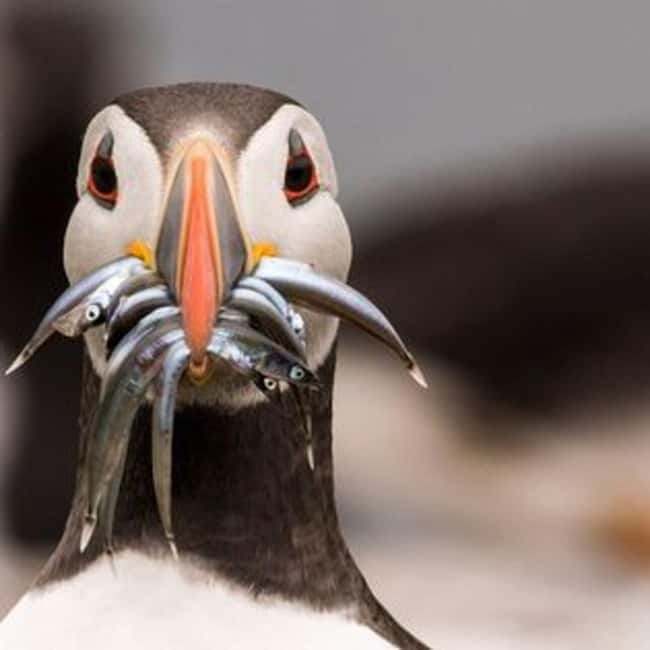 image n.2 of Seahouses: Inner Farne National Trust Bird Sanctuary Tour activity in Northumberland, uploaded by supplier