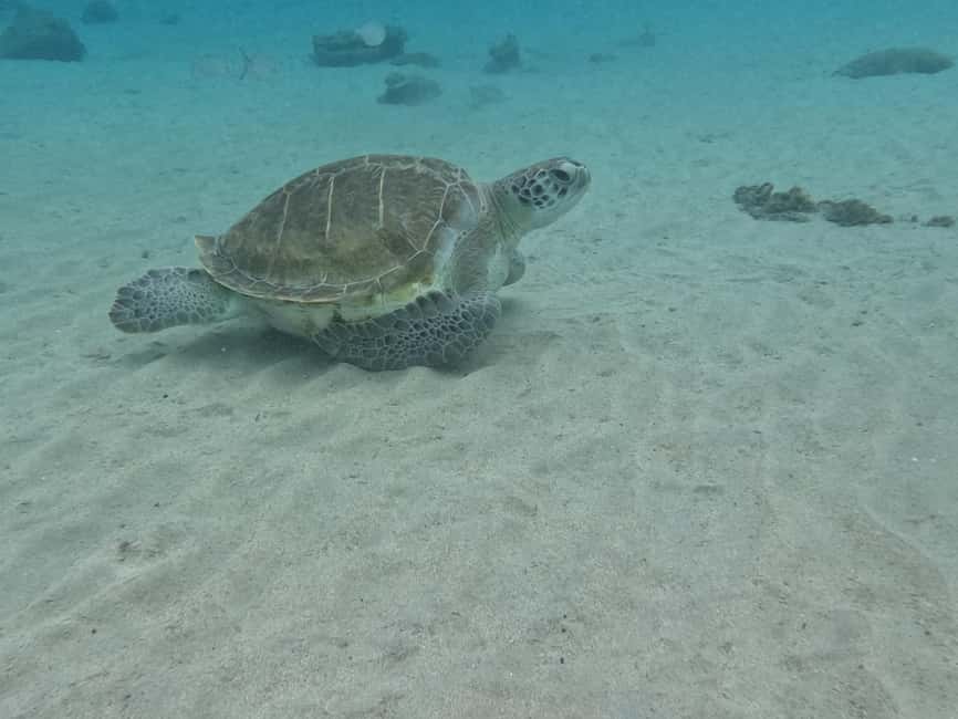afbeelding n.3 van Privérondvaart over het hele westen (snorkelen met schildpadden) activiteit in Curaçao, geüpload door aanbieder