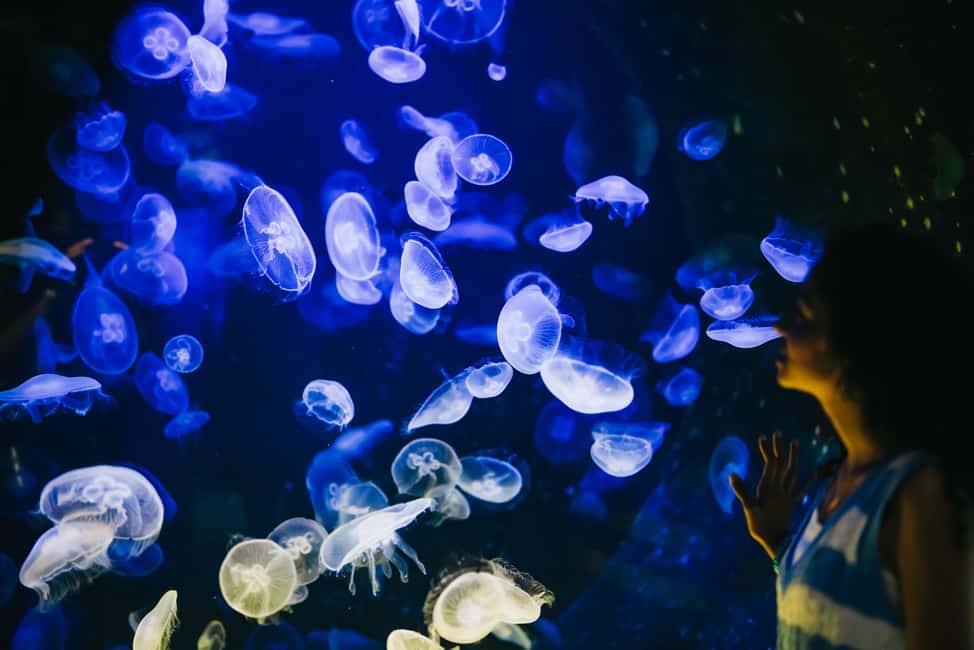 Bild Nr. 3 von Gebiet Heraklion: CRETAquarium Eintrittskarte Aktivität in Heraklion, hochgeladen vom Anbieter