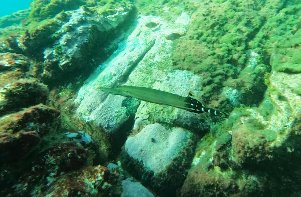 image n.47 of Tenerife: Kayak & Snorkel with Turtles & Dolphins w/Photos activity in Los Cristianos, uploaded by supplier