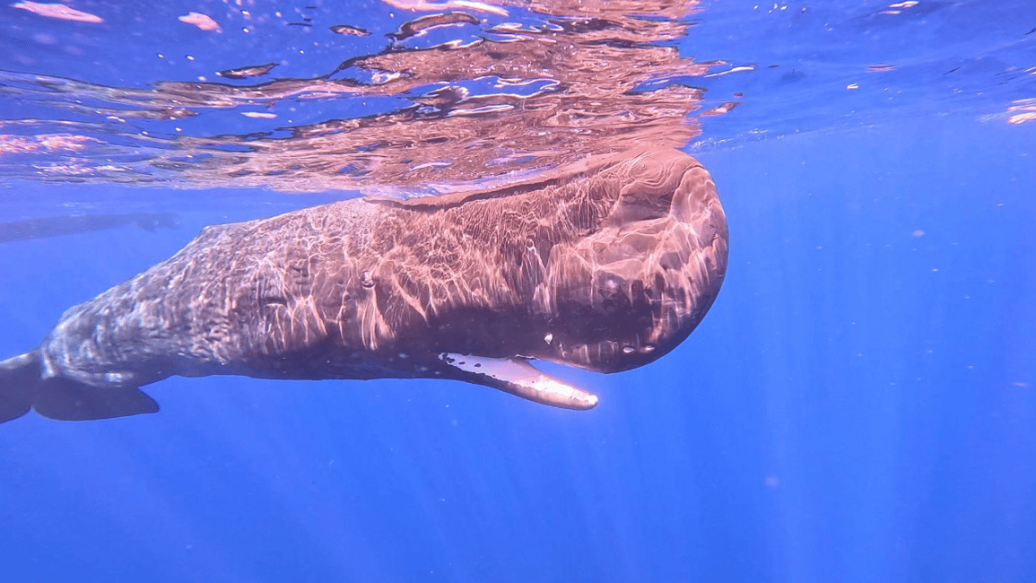 image n.11 of Whale & Dolphins Swimming - Private Speedboat Exclusive Tour activity in Mauritius, uploaded by supplier