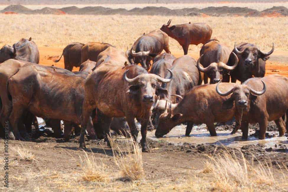image n.35 of 2-Days Wildlife Safari to Tsavo East & Tsavo West Park activity in Coast Province, uploaded by supplier