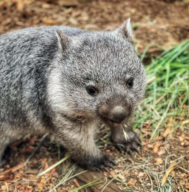 image n.4 of Bonorong Wildlife Sanctuary Half-Day Tour from Hobart activity in Hobart, uploaded by supplier