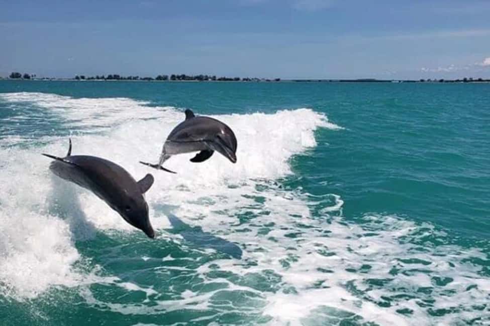 image n.3 of Clearwater Beach: Dolphin Excursion - Flippers Fun Boat activity in Clearwater, uploaded by supplier