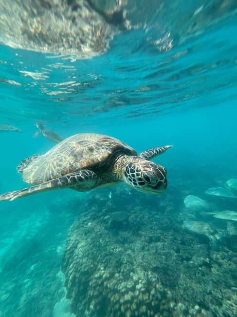 Immagine nº 2 di Isola di Daymaniyat: tour di snorkeling con pranzo gustoso attività a Seeb, caricata dal fornitore