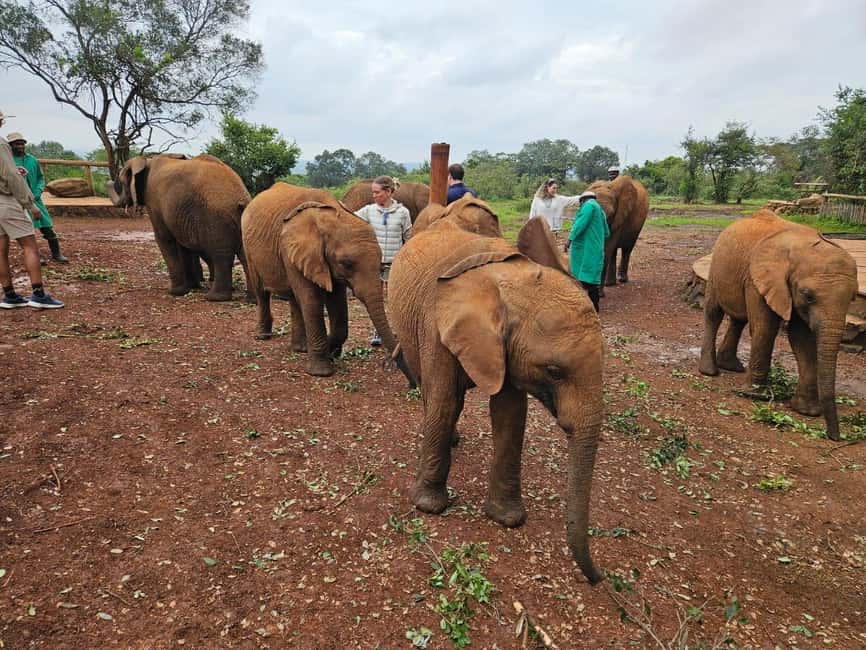 image n.2 of Elephant Orphanage, Giraffee Center, Karen Blixxen Meseum activity in Nakuru, uploaded by supplier
