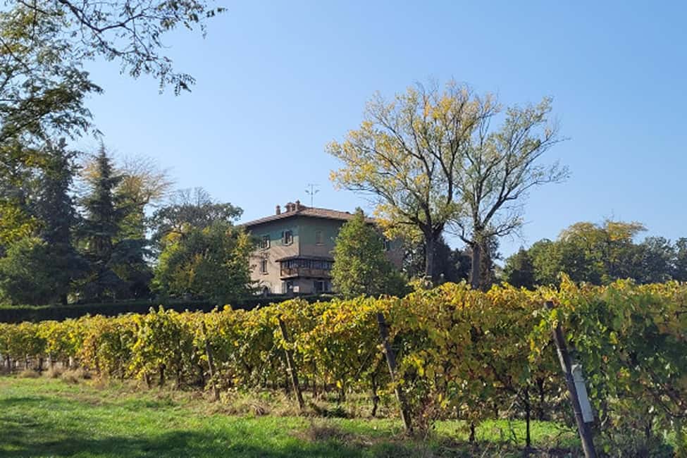 image n.9 of From Bologna: Wine Tasting and Vineyard Tour activity in Bologna, uploaded by supplier