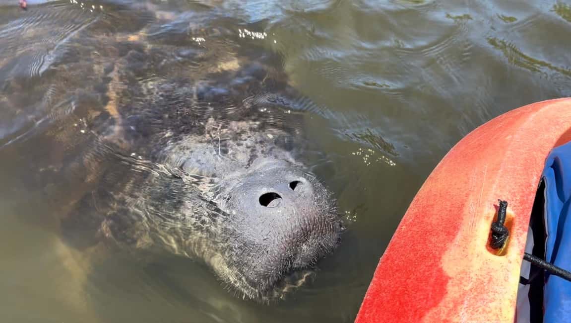 image n.6 of Bradenton: Anna Maria Island Guided Kayaking Manatee Tour activity in Bradenton, Florida, uploaded by supplier