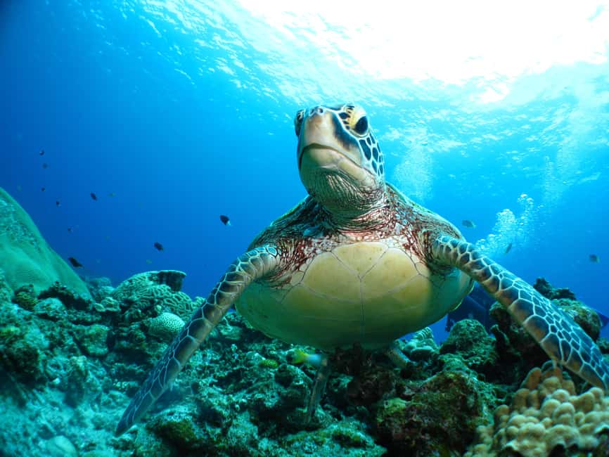 image n.4 of Okinawa: From Naha: Kerama Islands 1-day snorkeling tour activity in Okinawa, uploaded by supplier