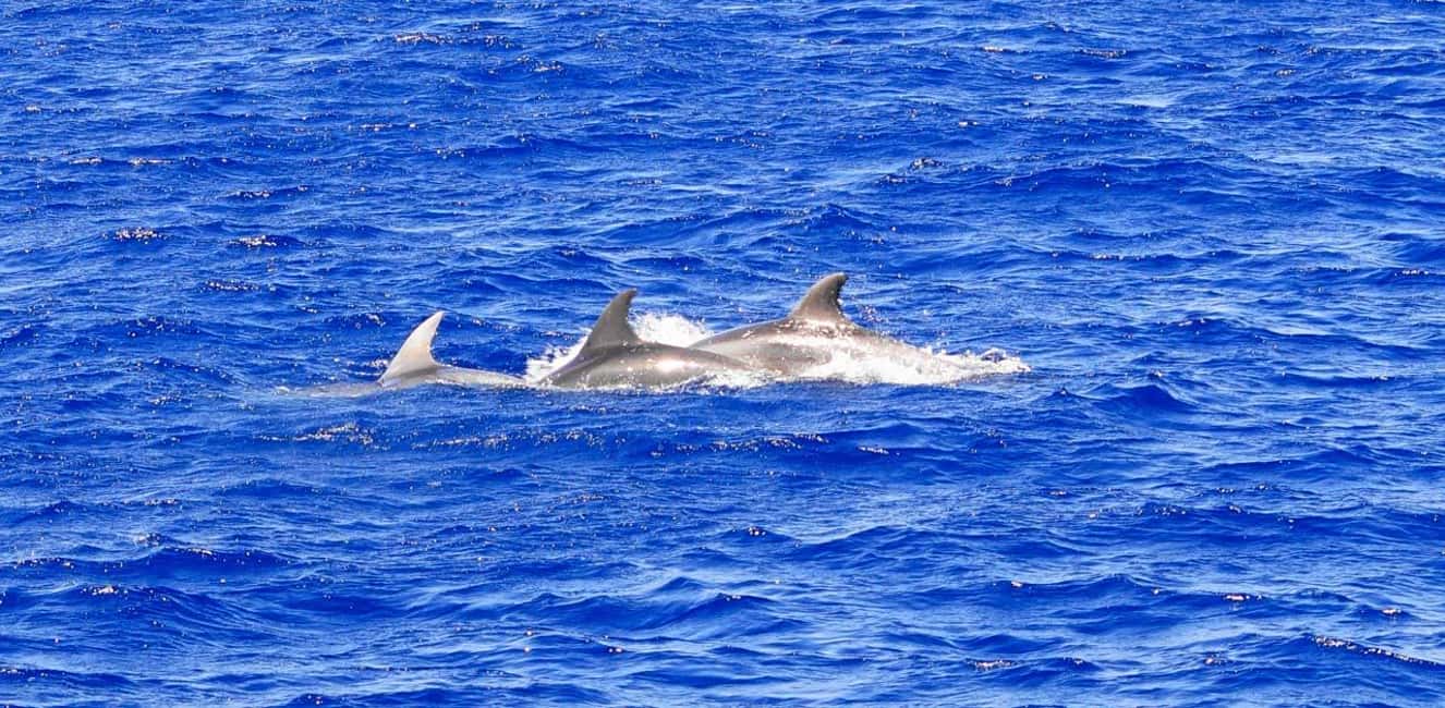 bild nr.1 av Mallorca: 3-timmars eftermiddags båttur med delfinskådning aktivitet i Peguera, uppladdad av arrangören