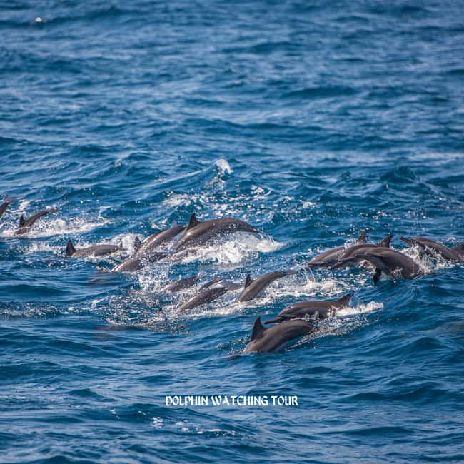 Immagine nº 6 di Tour di avvistamento dei delfini e snorkeling con trasferimenti dall'hotel attività a Mascate, caricata dal fornitore