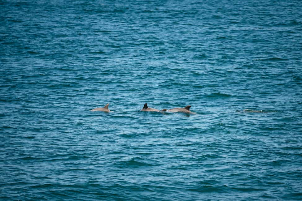imagen n.º 10 de Cape May: tour de avistamiento de ballenas y delfines en la costa de Jersey actividad en Cape May, subida por el proveedor