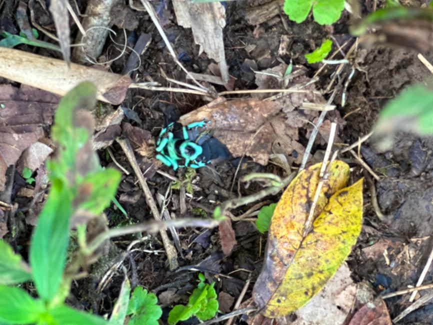 Immagine nº 6 di Guanacaste: gita di un giorno alla foresta pluviale, ai bradipi e alla natura con pranzo attività a Alajuela, caricata dal fornitore