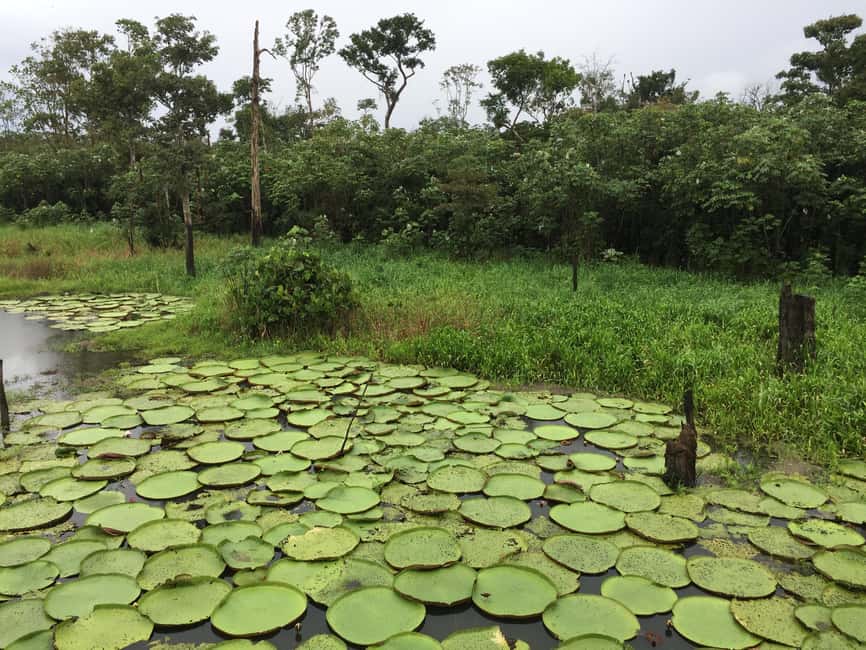 imagen n.º 10 de Amazonas: Paseo en barco con un amazónico local actividad en Manaos, subida por el proveedor