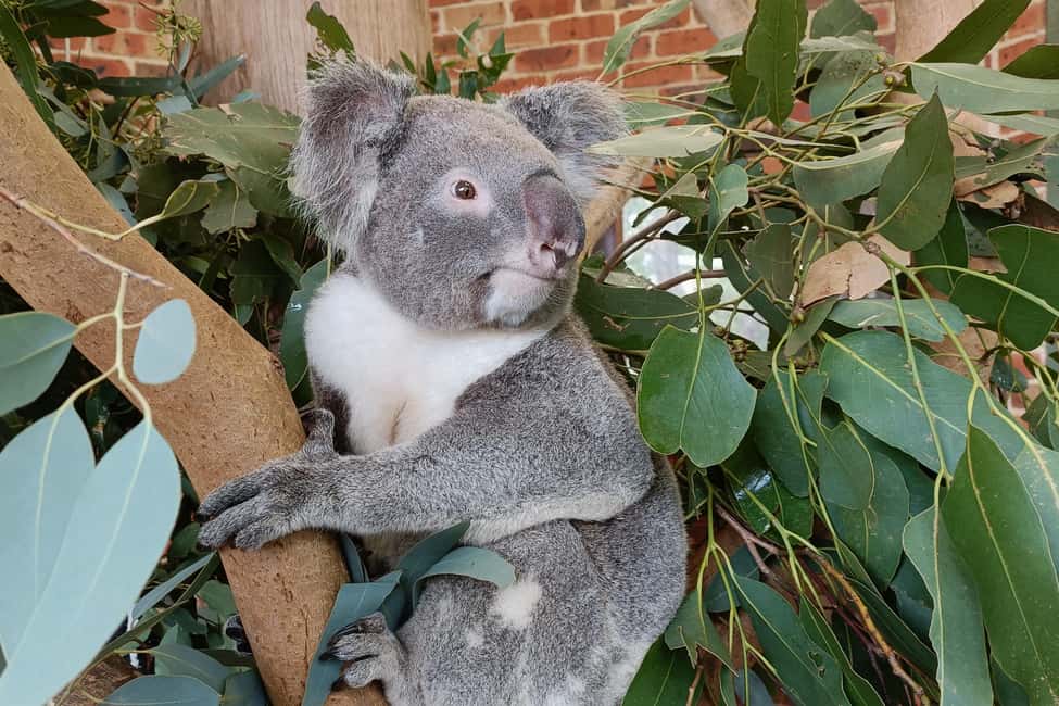image n.12 of Sydney: Blue Mountains Waterfalls and Koalas Late Start Tour activity in Katoomba, uploaded by supplier