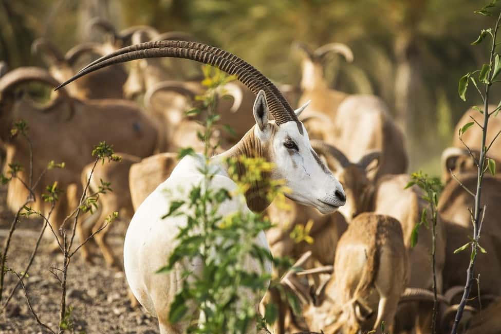 image n.7 of Fuerteventura: Oasis Wildlife Entry Ticket activity in La Lajita, uploaded by supplier