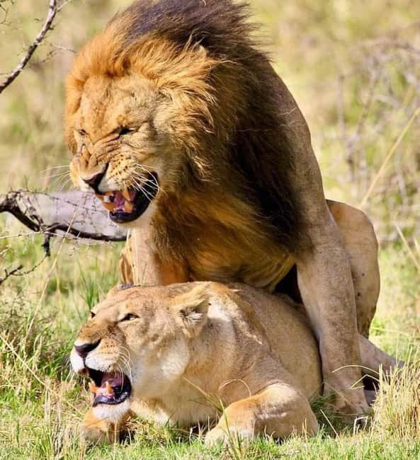 image n.4 of Nairobi: National Park & Optional Elephants & Giraffe Center activity in Nairobi, uploaded by supplier