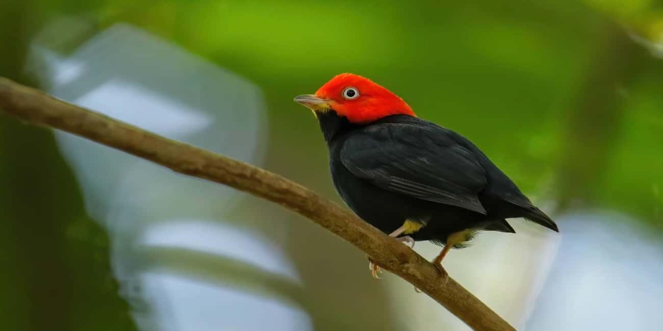 image n.53 of Carara National Park: Best Tour Carara National Park-One Day activity in Puntarenas Province, uploaded by supplier