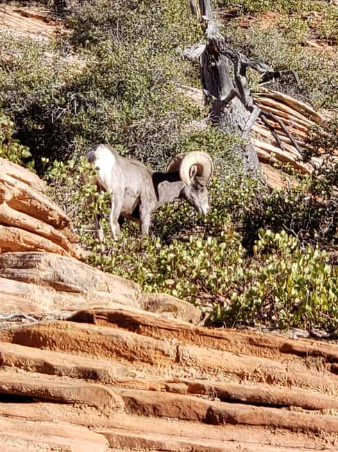 image n.12 of Small Group Tour Zion & Bryce Canyon National from Las Vegas activity in Utah, uploaded by supplier