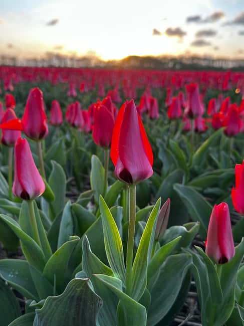 image n.37 of From Lisse: Keukenhof Flower Fields Bike Tour activity in Lisse, uploaded by supplier