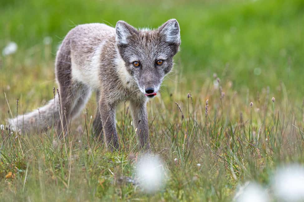 image n.10 of Longyearbyen: Wildlife Safari & Hiking Photography Tour activity in Longyearbyen, uploaded by supplier