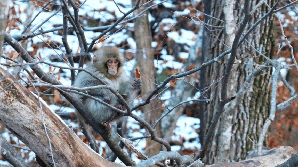 image n.7 of From Tokyo: Private Tour Snow Monkey Park & Zenko-ji Temple activity in Nagano, uploaded by supplier