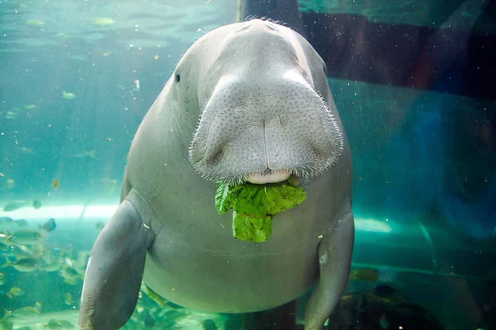 image n.3 of SEA LIFE Sydney Aquarium Entry Ticket activity in Sydney, uploaded by supplier