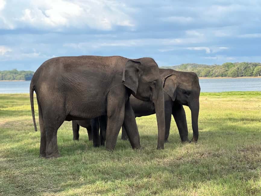 imagem n.12 de De Sigiriya: Safari em jipe 4X4 no Parque Nacional Minneriya atividade em Anuradhapura, carregada pelo fornecedor