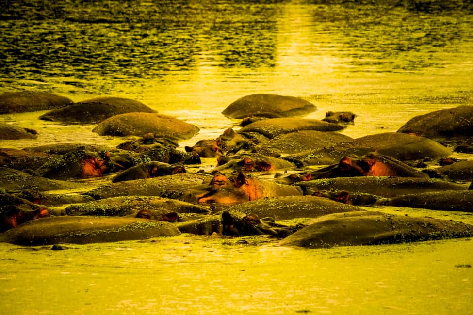 image n.28 of Kampala: 2-Day Murchison Falls National Park Safari activity in Pader District, uploaded by supplier