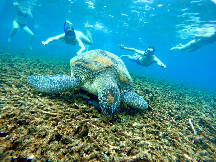 image n.40 of Ko Tao: Tao-Nangyuan Snorkeling Day Trip with Meals & Sunset activity in Ko Tao, uploaded by supplier