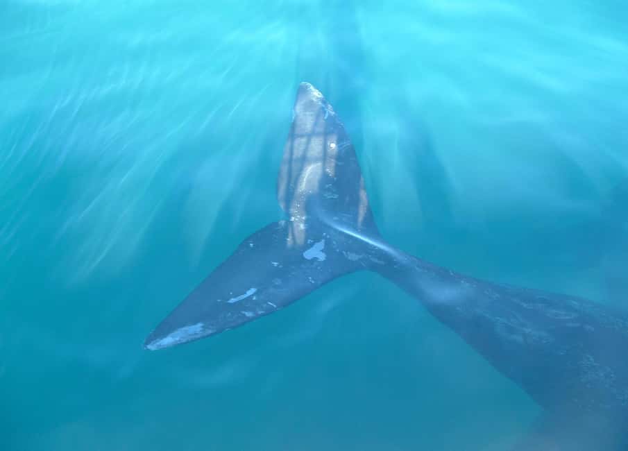 Bild Nr. 9 von Puerto Piramides: Walbeobachtungstour mit dem Boot Aktivität in Argentinien, hochgeladen vom Anbieter