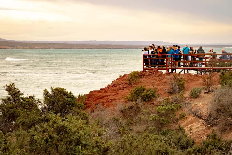 Bild Nr. 8 von Puerto Madryn: Punta Tombo Wandern unter Pinguinen erleben Aktivität in Chubut Provinz, hochgeladen vom Anbieter
